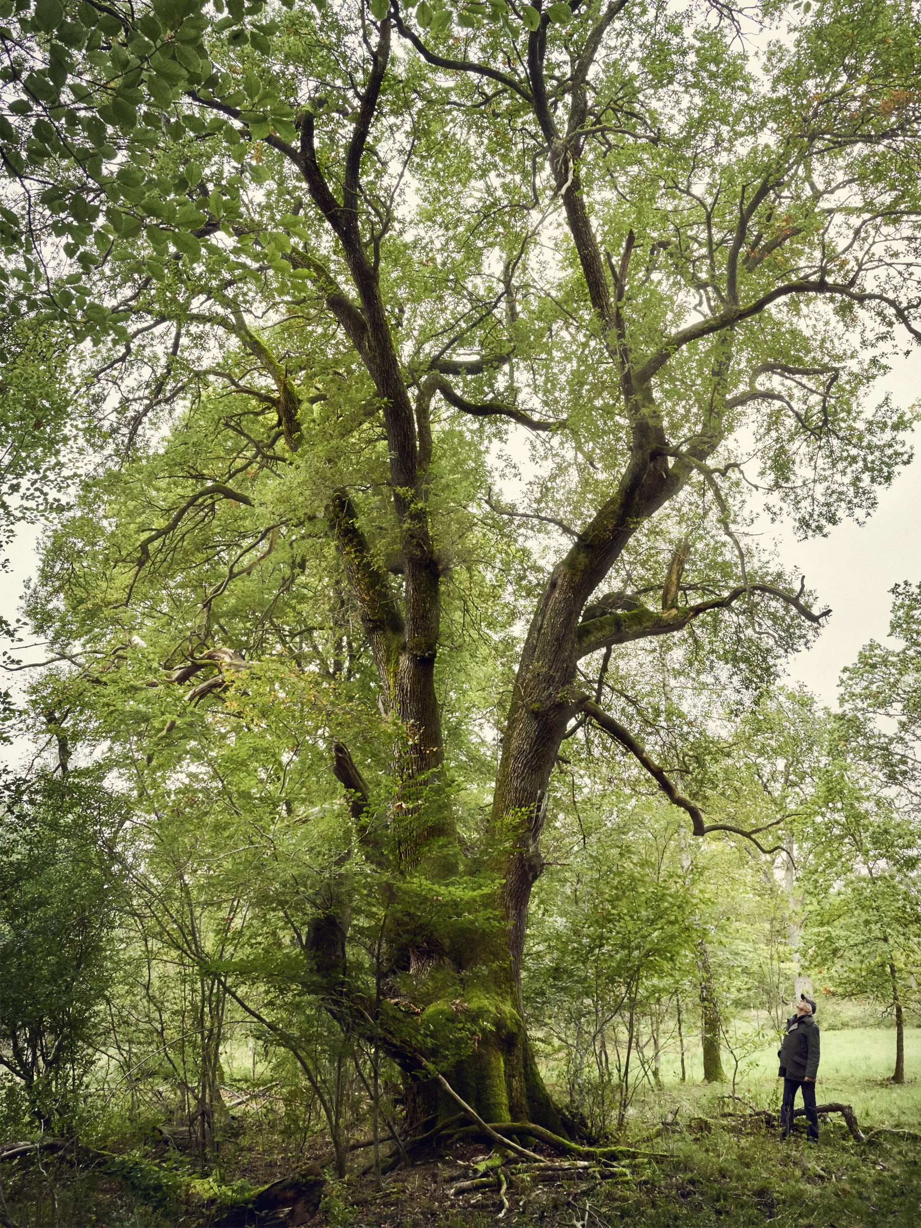 El árbol: El origen de nuestras creaciones