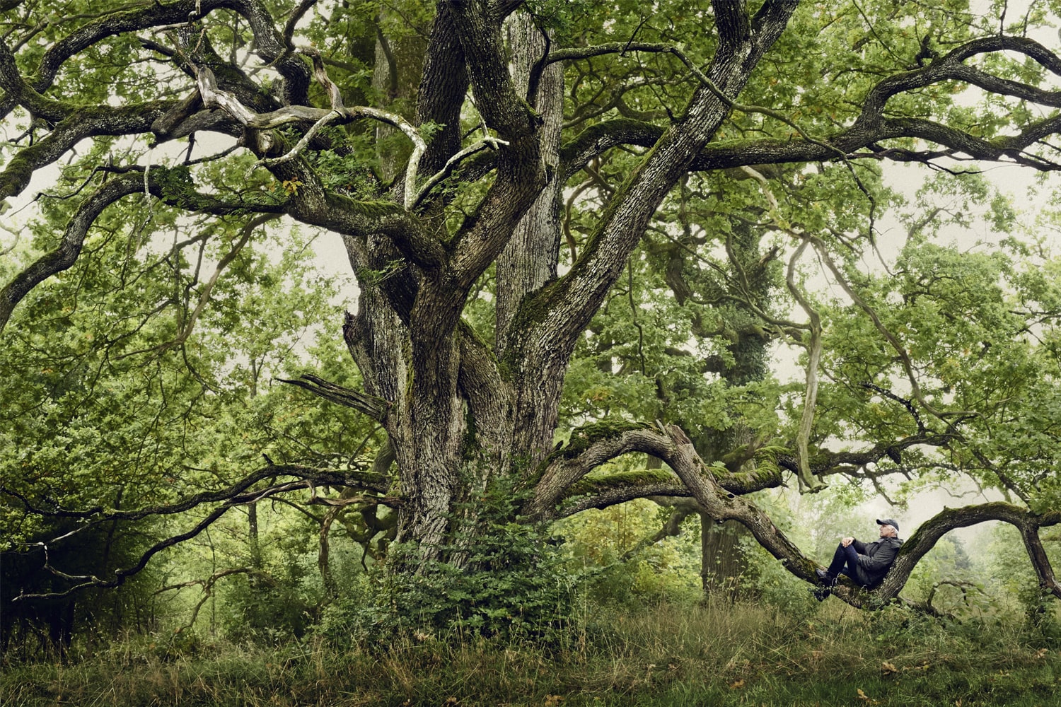 «La madera tiene una increíble capacidad de resistir las fuerzas externas.